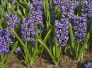 Common Hyacinth